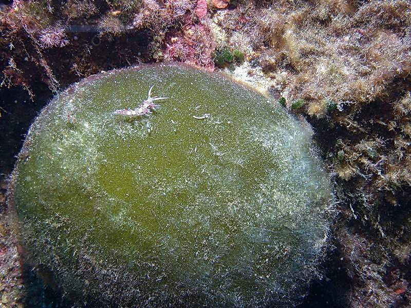 Codium bursa